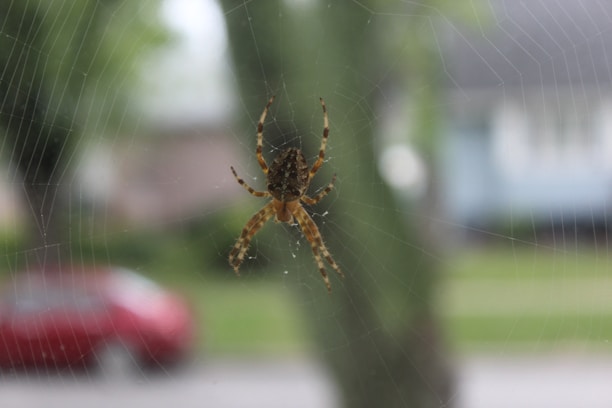 A brown spider with distinct markings is perched at the center of its intricate web. The background is blurred, with hints of greenery and a red car, suggesting an outdoor setting.