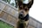 A close-up of a mixed-breed dog with distinctive tan and black fur standing in front of a wooden fence. The dog has large, alert ears and a curious expression, with a background of blurred green grass and trees.