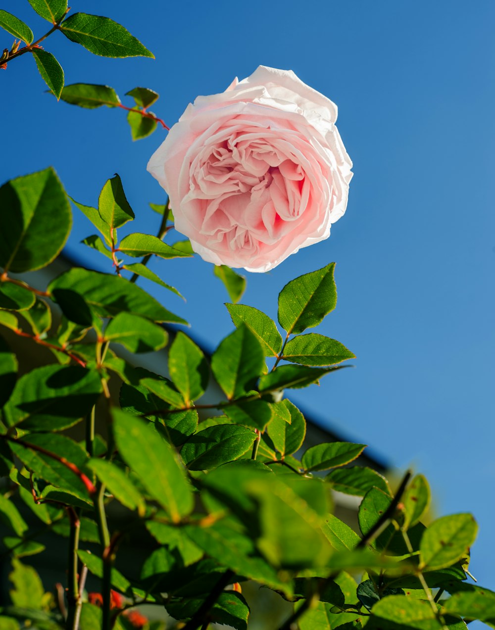 selective focus photography of flower