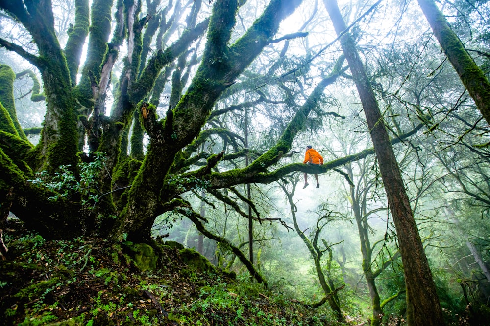 A man in an orange jacket sitting high up on a mossy branch in a forest