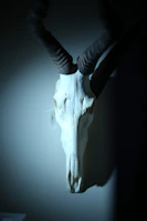 Artist Carlos Hernandez Castellanos carefully restoring a cattle skull in his studio.