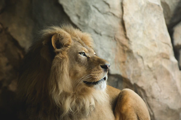 A minimalist shot of a lion lounging on a sunlit rock, emphasizing texture and shadow.