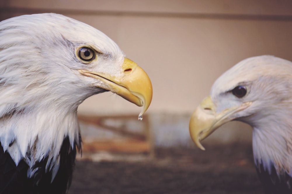 American Eagles during daytime