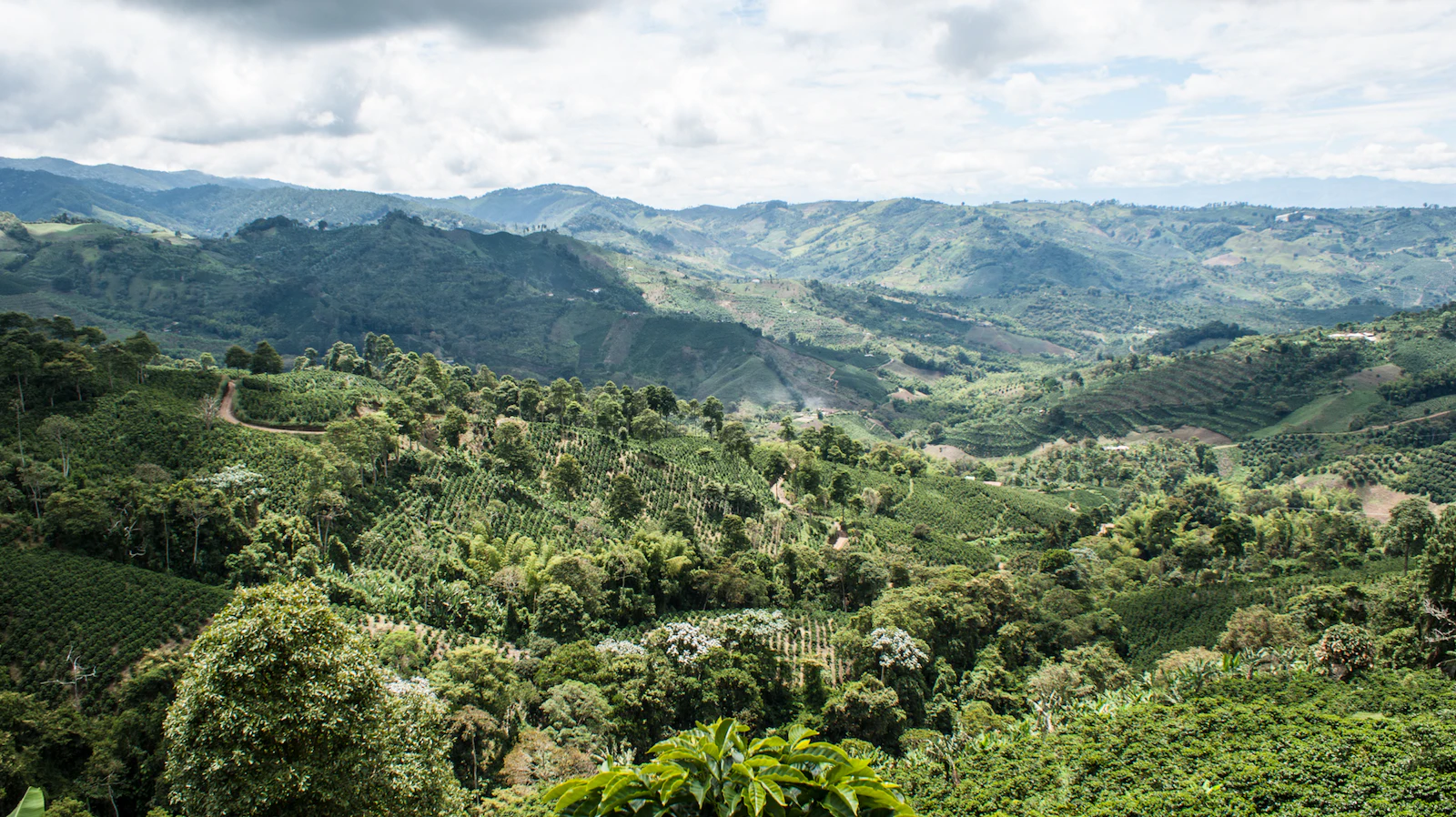 Montagnes et plantations de café du Quindío
