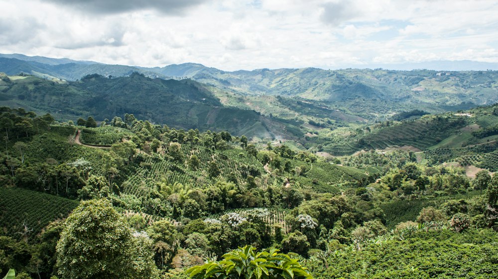 Brazil Cerrado