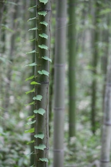 A bamboo forest with a close-up view of a bamboo stalk intertwined with a vine. The leaves of the vine are small, bright green, and heart-shaped, creating a contrast against the smooth, vertical lines of the bamboo. The background is filled with other bamboo stalks, which fade into a soft, blurred view, suggesting depth.