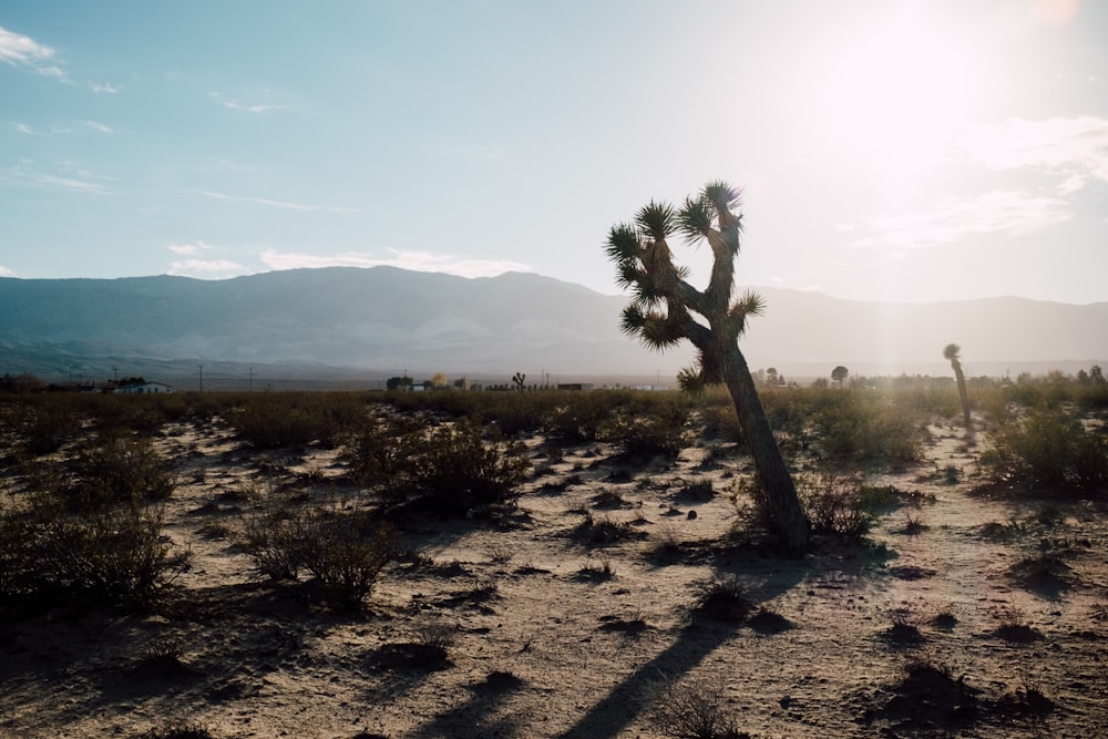 green palm tree on brown field during daytime