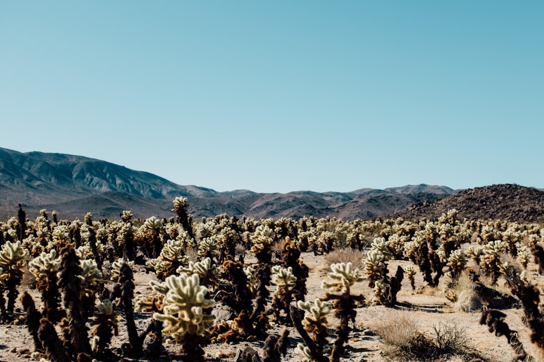 Mountain photo spot Joshua Tree Joshua Tree National Park