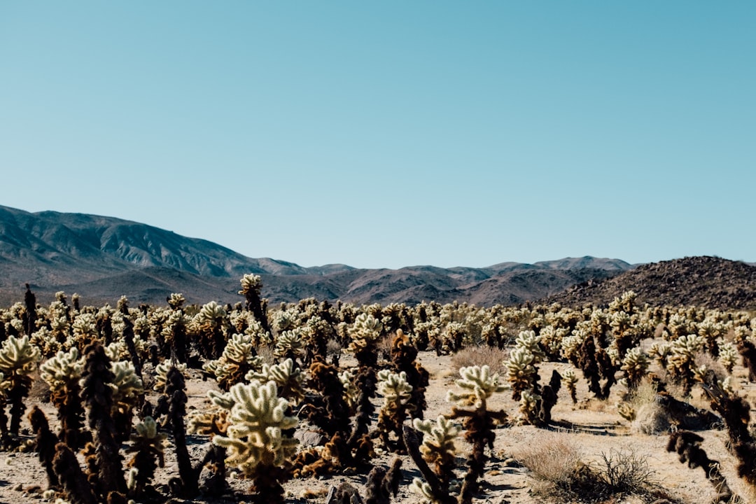 travelers stories about Mountain in Joshua Tree, United States