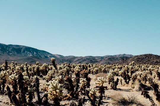 landscape photography of cactus in Joshua Tree United States