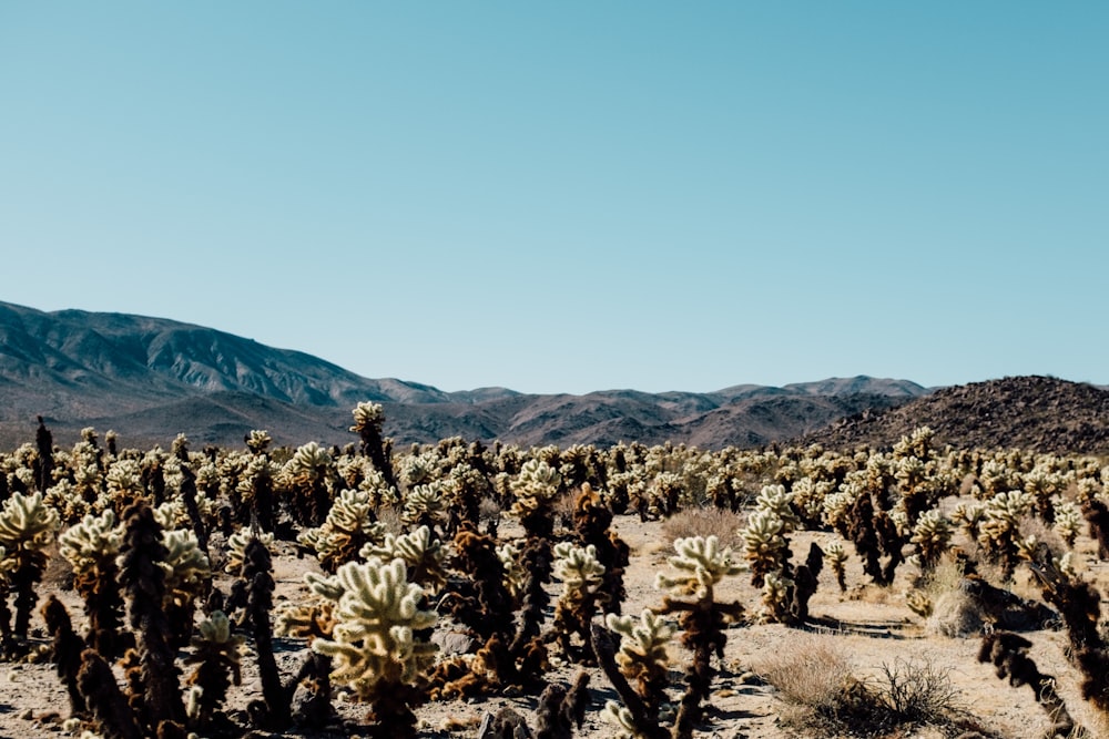 landscape photography of cactus