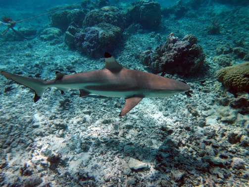 A shark swims gracefully over a vibrant coral reef. The ocean floor is covered with a variety of corals and marine plants. Sunlight filters through the water, casting dappled patterns on the sandy seabed.