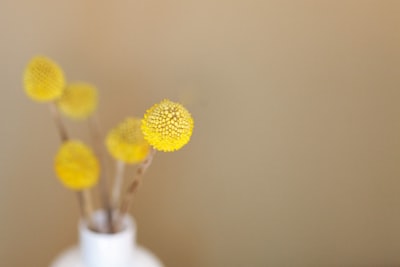 macro shot of yellow flower decorative zoom background