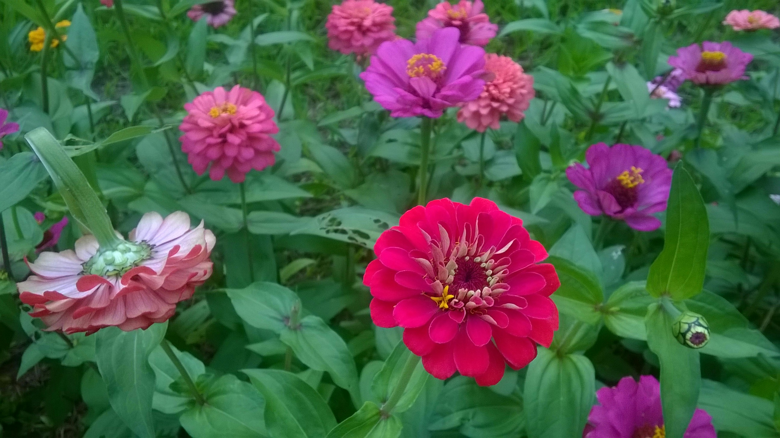 Free Unsplash photo from Sabareesh Sabu