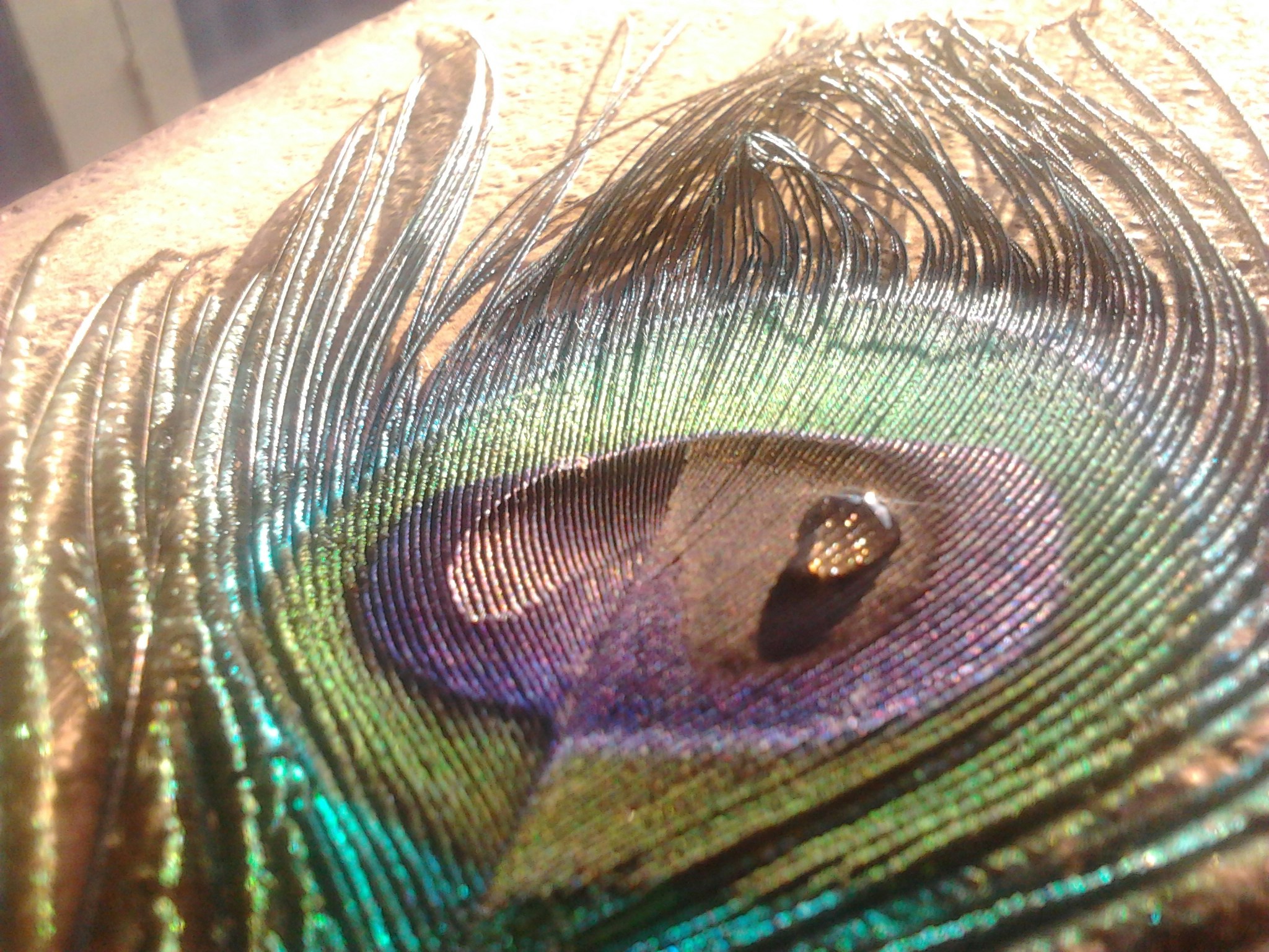 Free Unsplash photo from Sabareesh Sabu