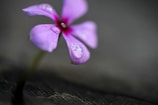 Close-up of a blooming flower with delicate water droplets on its petals.