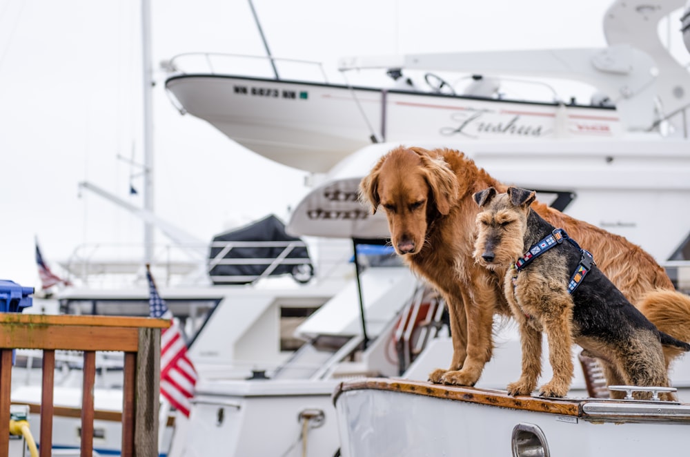 long-coated brown dog on white boat