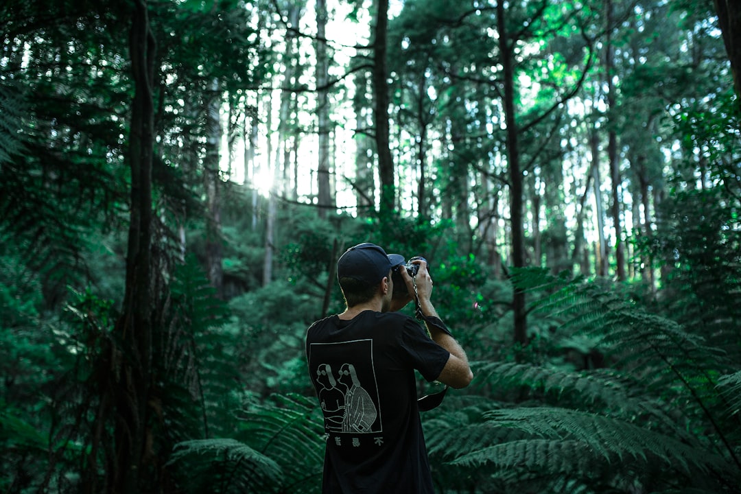 Forest photo spot Black Spur Road Australia