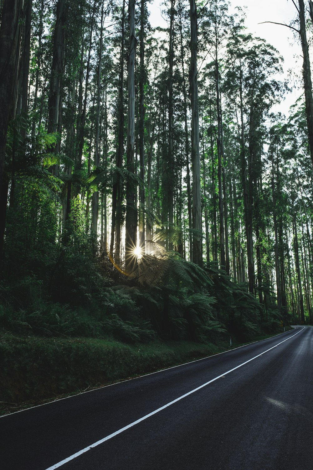 green forest during sunrise