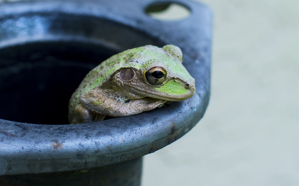 frog on gray surface