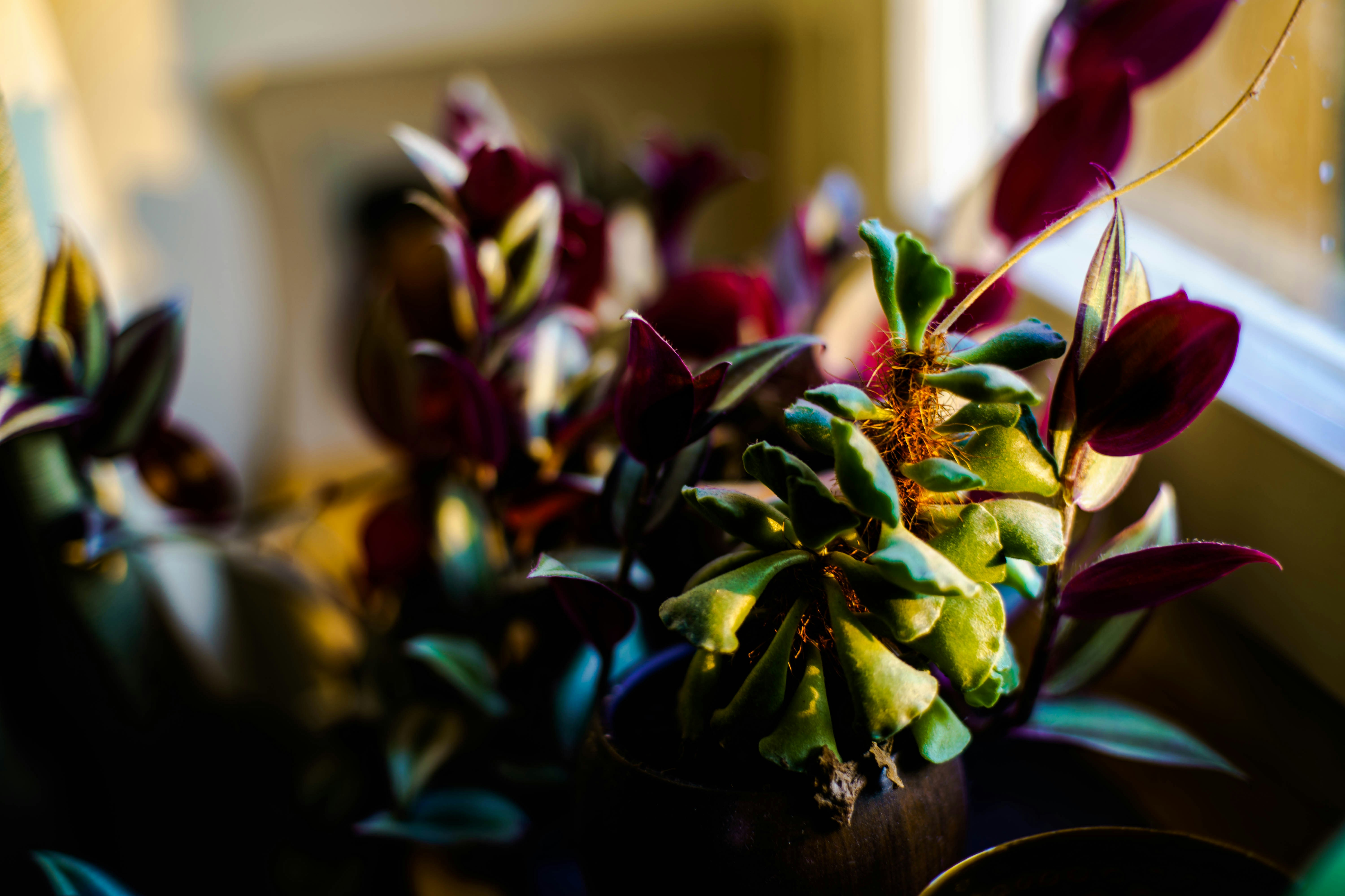 Free Unsplash photo from Martin Ulmer