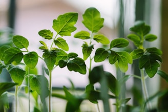 A vibrant nursery scene showing rows of healthy indoor and outdoor plants under natural sunlight.