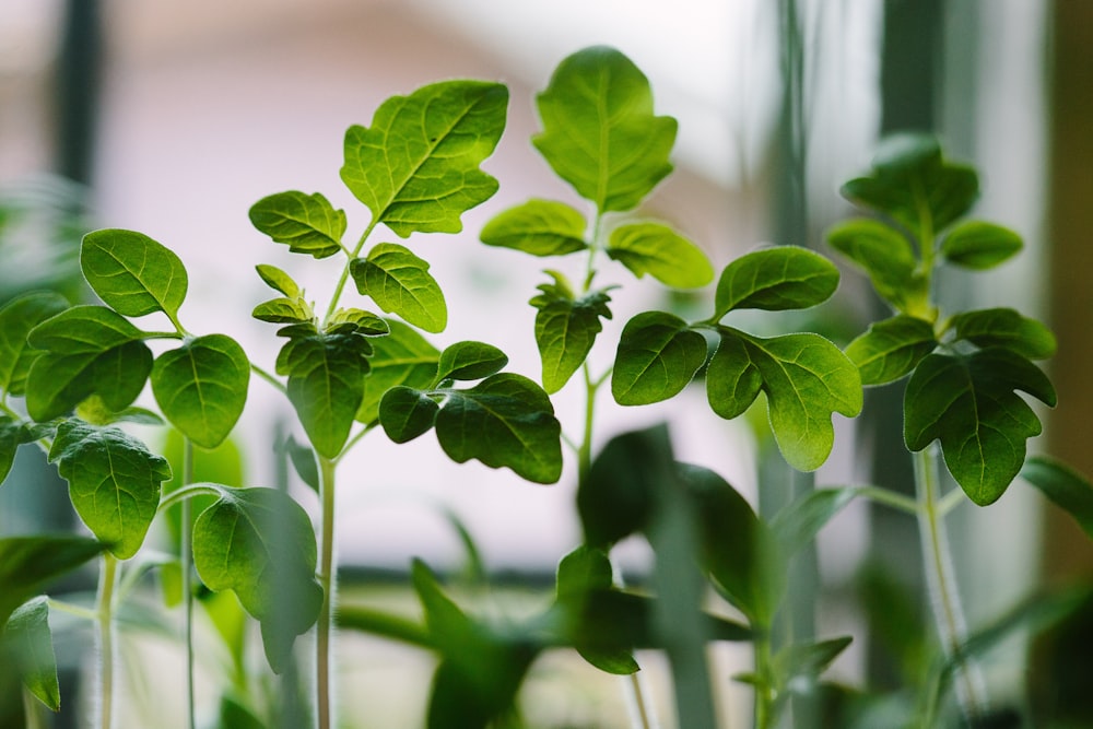 selected focus photo of green leaf plants