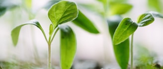 green plants on soil