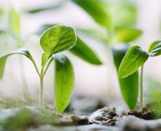 green plants on soil