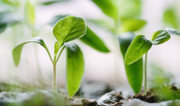 green plants on soil