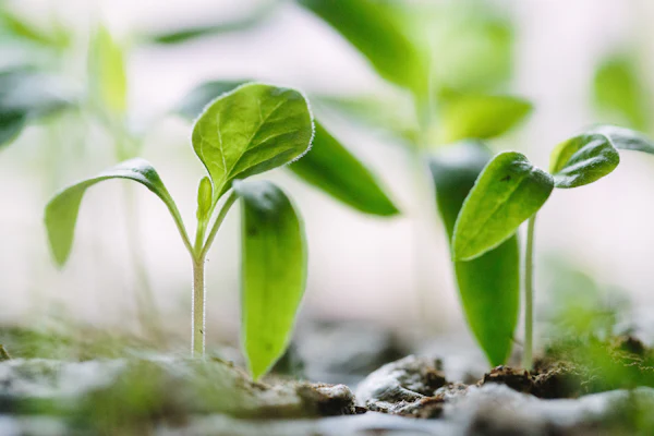 A green seedling emerging from dark soil