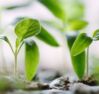 green plants on soil