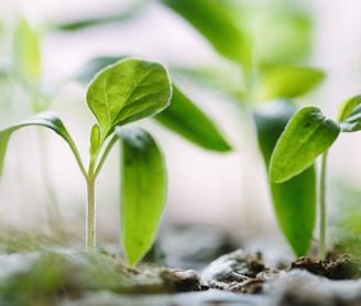 green plants on soil