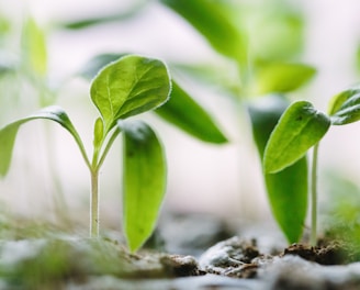 green plants on soil