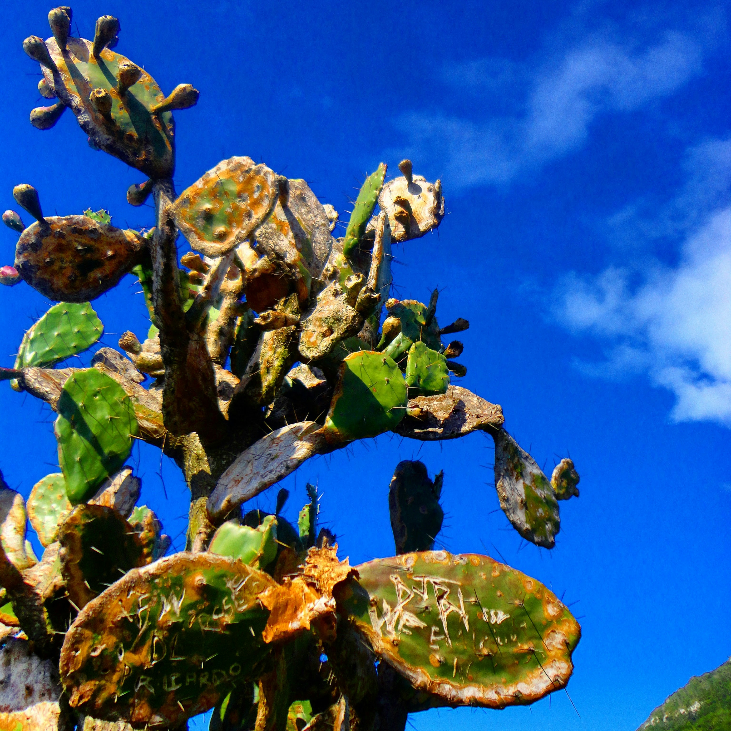 Free Unsplash photo from David Tiago Conceição