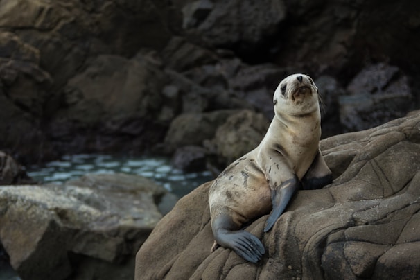 A seal is perched on a large, rugged rock, looking slightly upward. The background consists of more rocks and a glimpse of the ocean, creating a natural and serene environment.