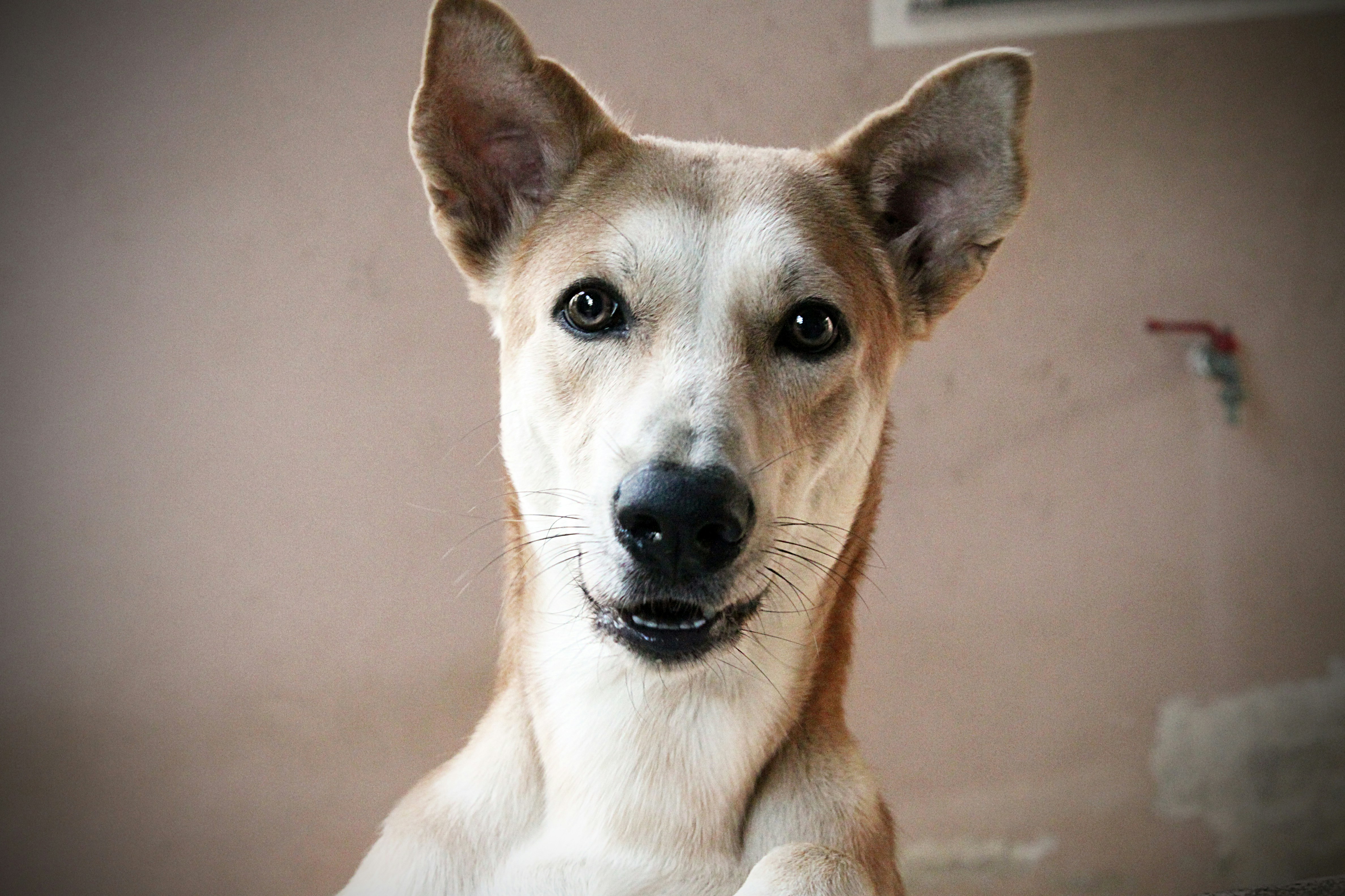 Free Unsplash photo from Kittitat V.