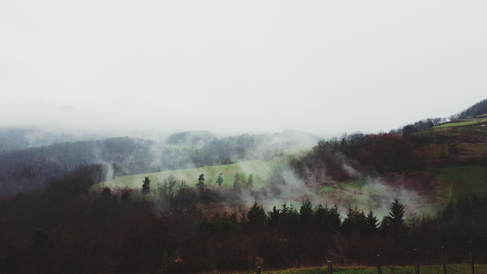 Fotografía de silueta de árboles con humos