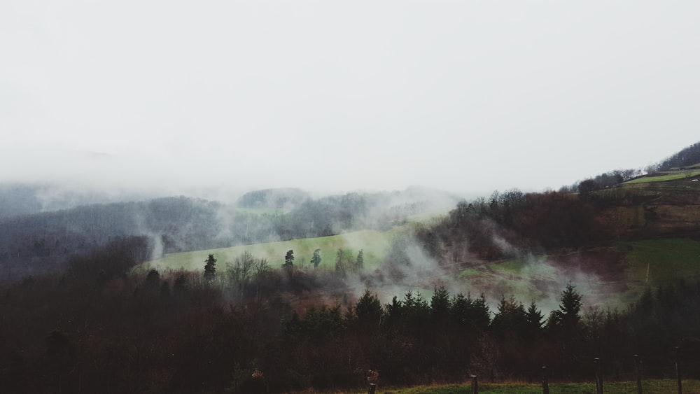 Fotografia de silhueta de árvores com fumos