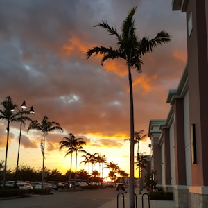 A vibrant sunset with warm orange and yellow hues casting a glow over the landscape. Tall palm trees stand silhouetted against the colorful sky. In the foreground, a street lined with parked cars and a modern building with clean architectural lines creates an urban setting.