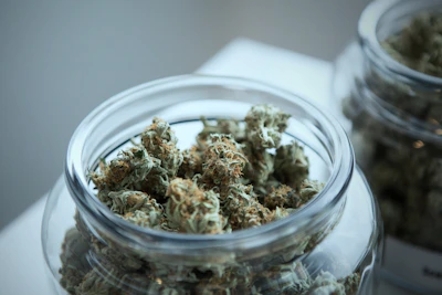Colorful cannabis flower buds arranged neatly in glass jars