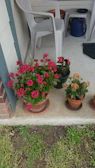 Flower bin holder filled with vibrant seasonal blooms on a sunny porch.