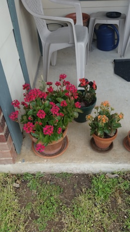 Three potted plants with vibrant flowers are placed on a concrete porch next to a white plastic chair and a blue watering can. The porch also has a small square table and a brick wall partially visible. The plants have pink, red, and orange flowers, with lush green leaves.