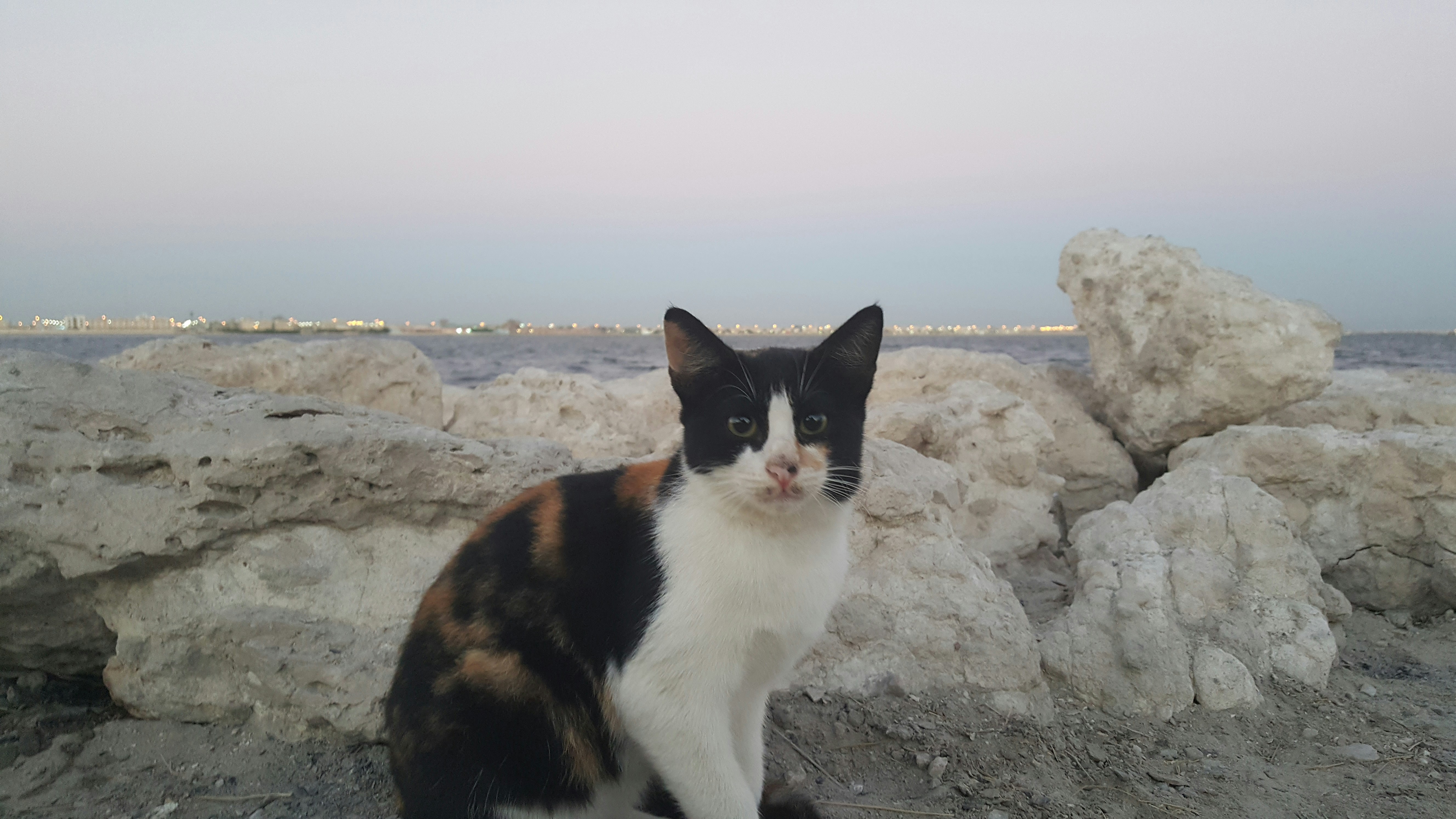 Free Unsplash photo from Abdul-Razak Ghannam