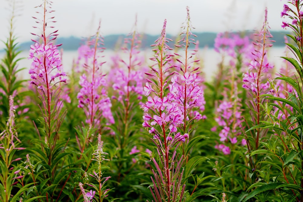 shallow focus photography of pink flowers