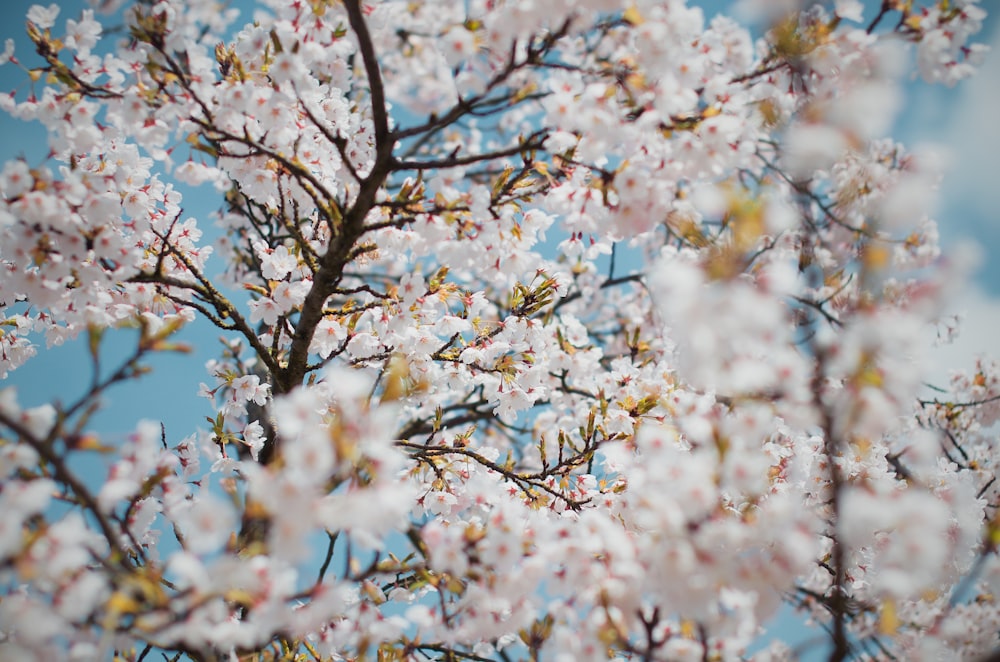 white petaled flowers bloom