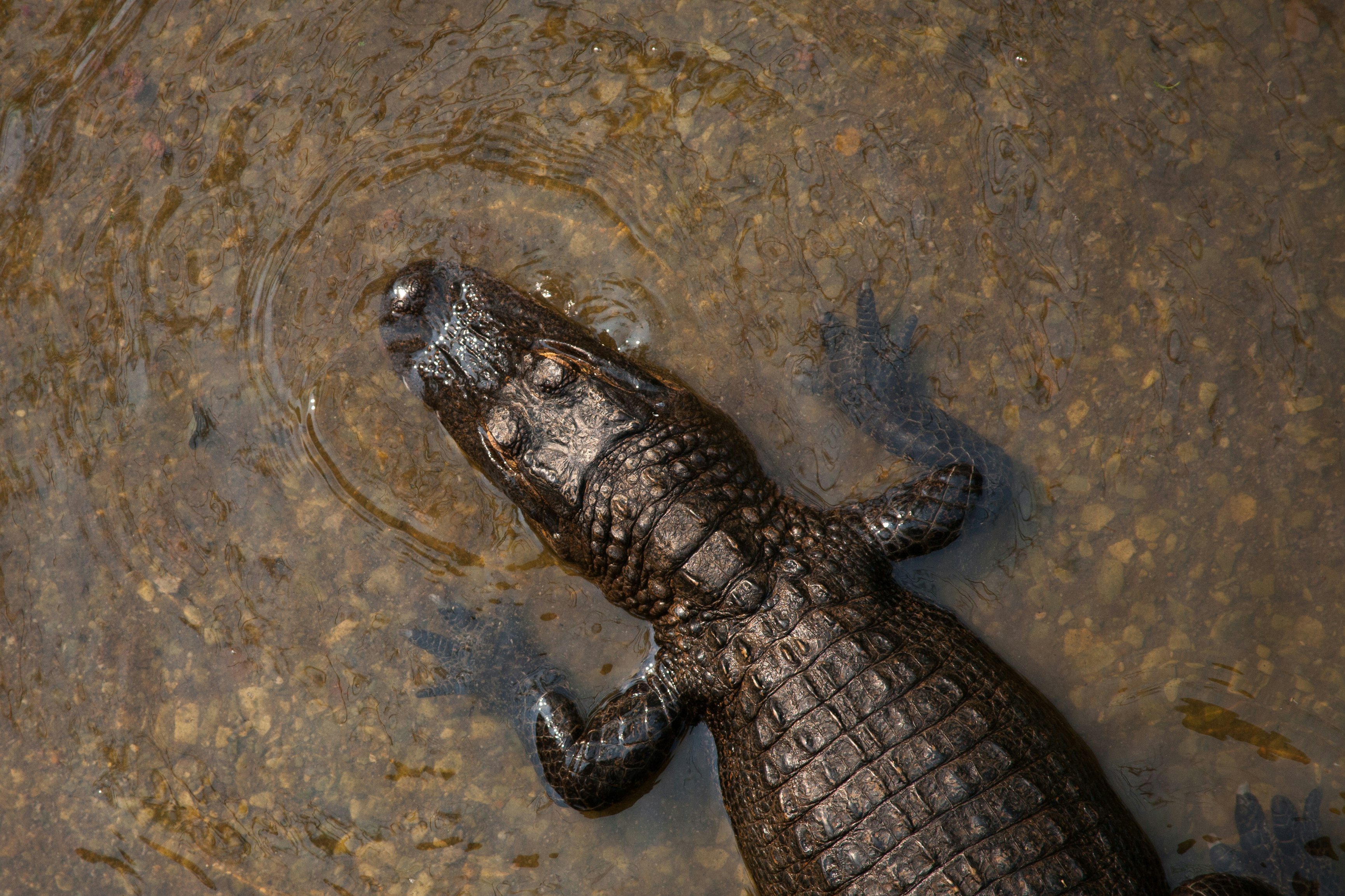 Photo de crocodile marin par Jen Palmer