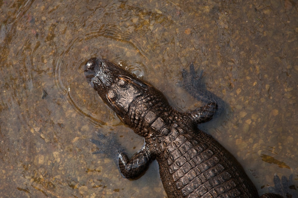 Krokodil auf Gewässer