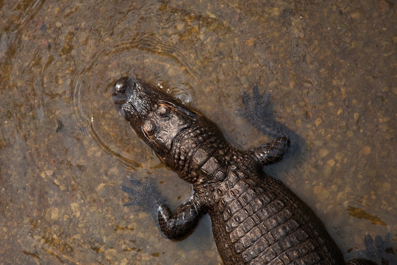 Crocodile