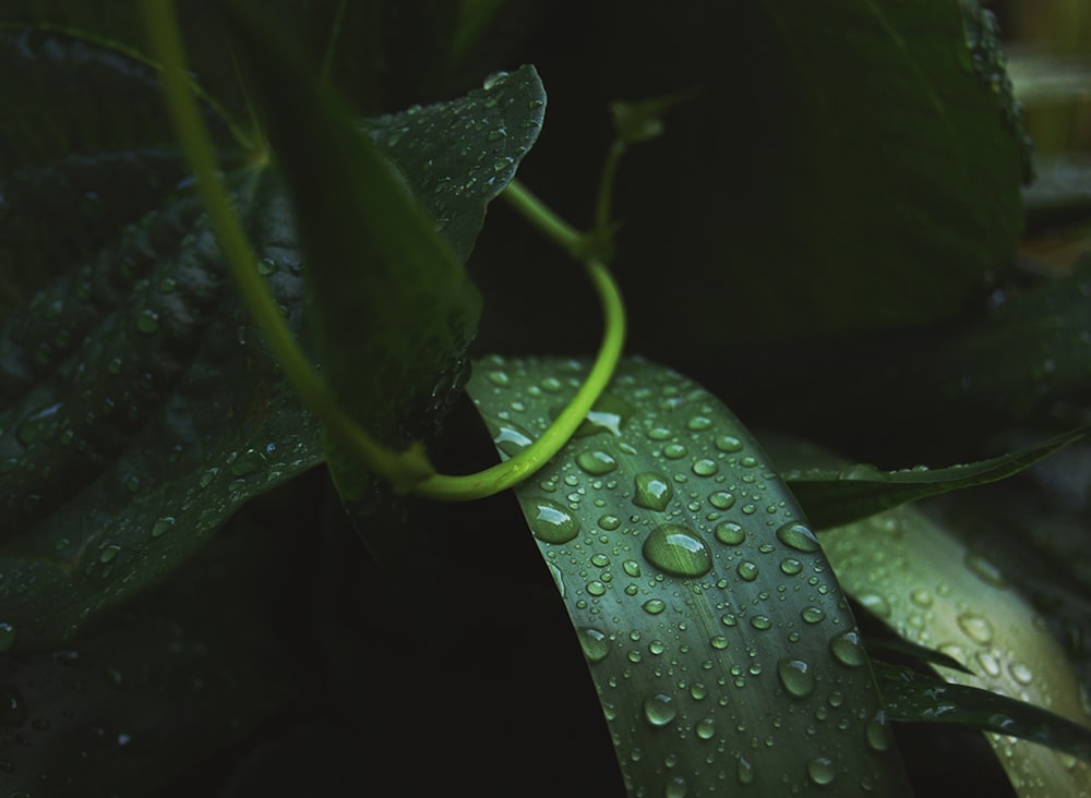 foglie verdi con gocce d'acqua